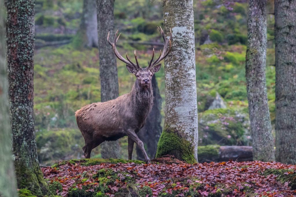Brunarica Bled Zatrnik Pokljuka Екстер'єр фото