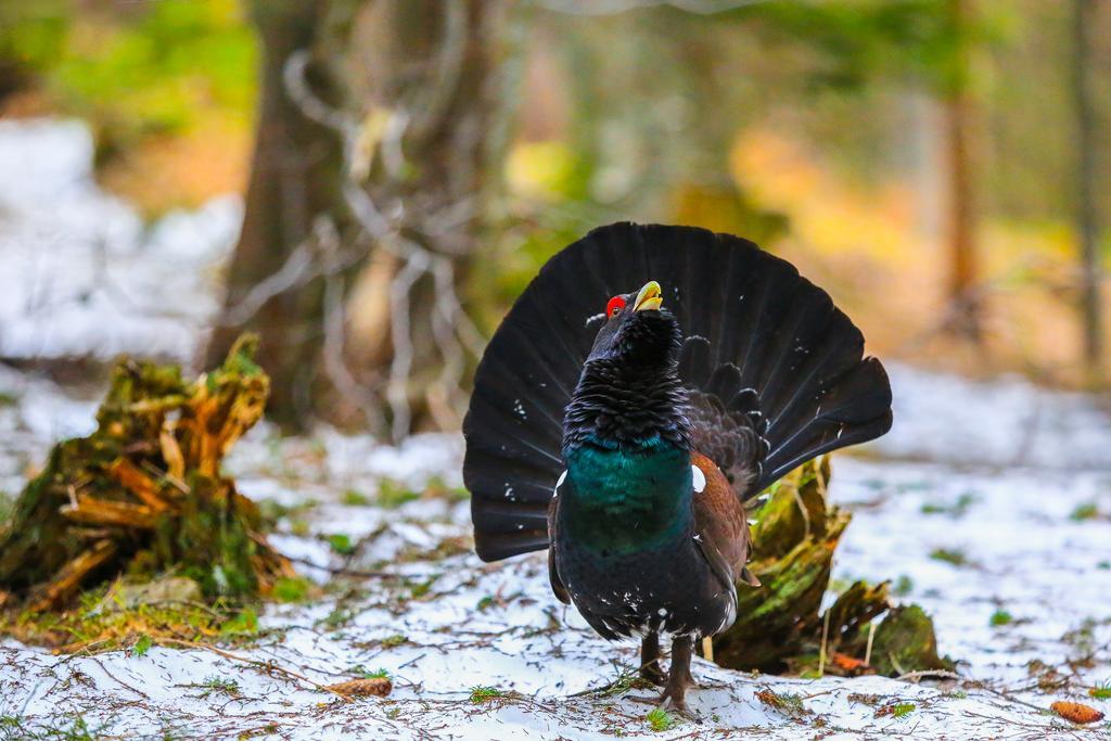 Brunarica Bled Zatrnik Pokljuka Екстер'єр фото